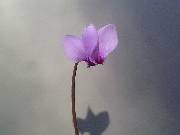 Cyclamen africanum
